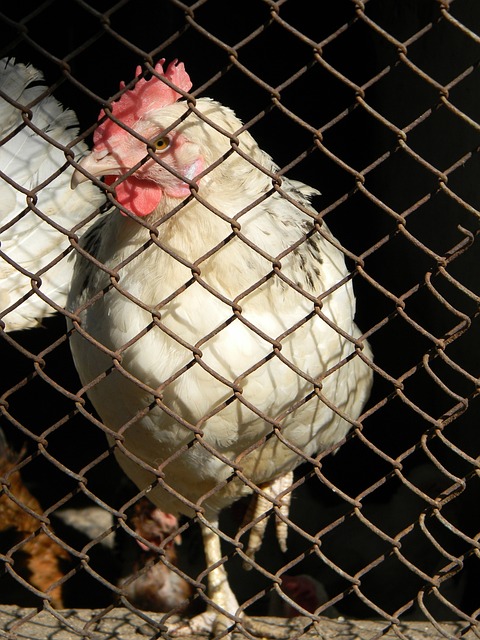 球队在比赛 球队在比赛