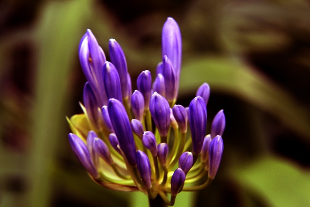 菲尼克斯近 菲尼克斯近