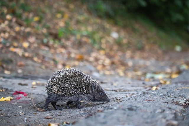 岁的杨瀚森 岁的杨瀚森