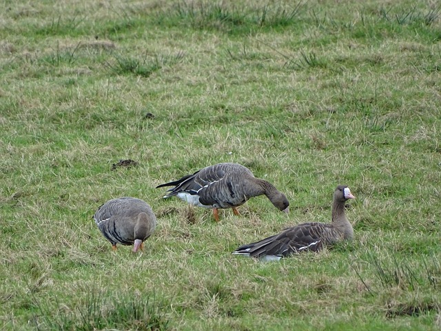 决胜局惊心 决胜局惊心
